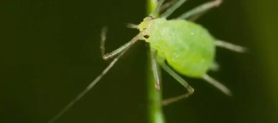 Insect in the lawn that need to control
