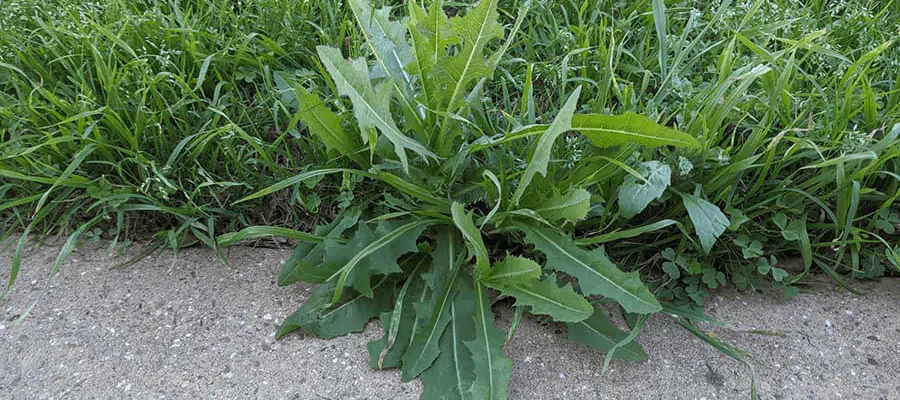 in a lawn lots of weed that need to be control