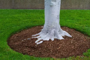 Tree base mulched with fresh wood chips to protect roots, retain moisture, and improve lawn health during hot summer in Omaha landscaping.