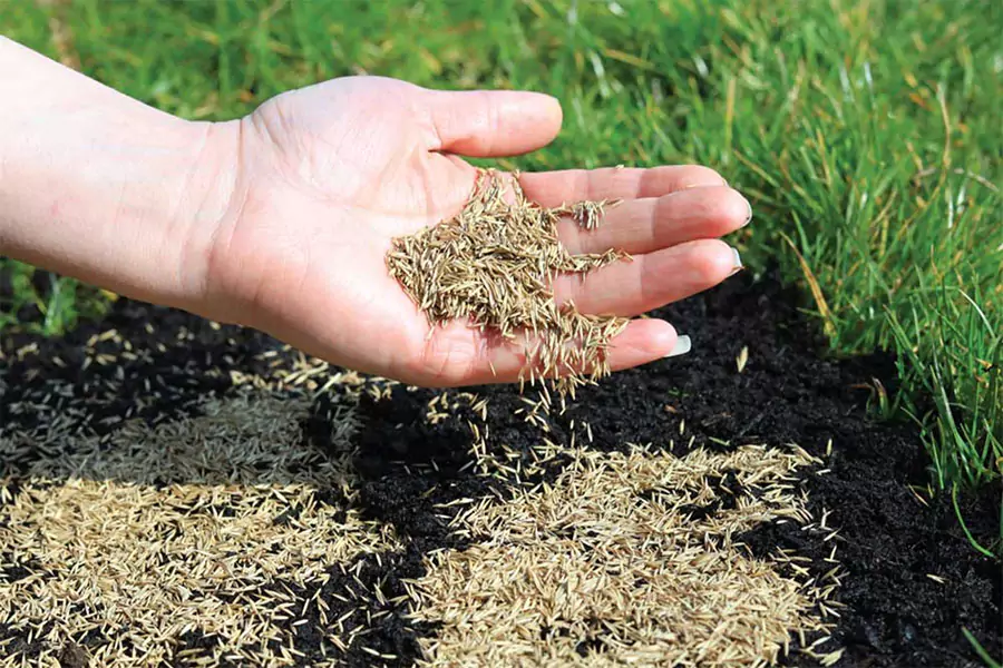 Hand spreading grass seed on soil for lawn overseeding to improve root development and achieve thicker, healthier grass in Omaha."
