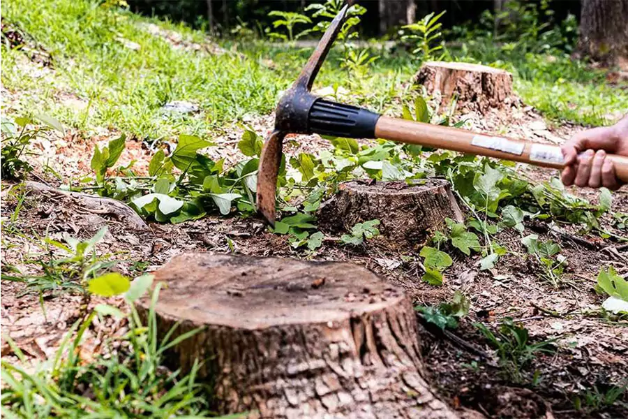 Tree stump removal with hand tool in yard showing roots, soil, and regrowth prevention for landscaping and erosion control in Irvine, CA