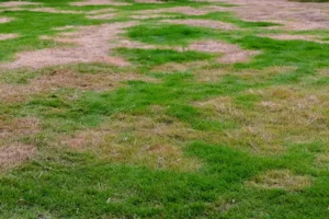 patchy lawn with brown dead grass spots and uneven green growth showing lawn damage from drought disease or poor soil health