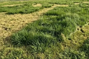 Uneven grass growth is often a sign of hidden soil issues such as clay compaction, poor drainage, nutrient deficiencies, or grub damage beneath the surface.