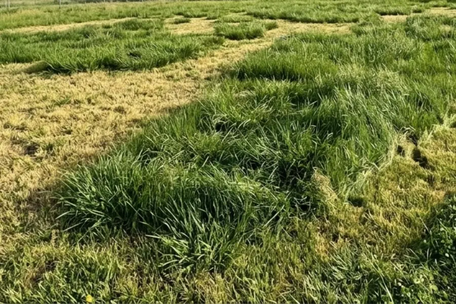 Uneven grass growth is often a sign of hidden soil issues such as clay compaction, poor drainage, nutrient deficiencies, or grub damage beneath the surface.