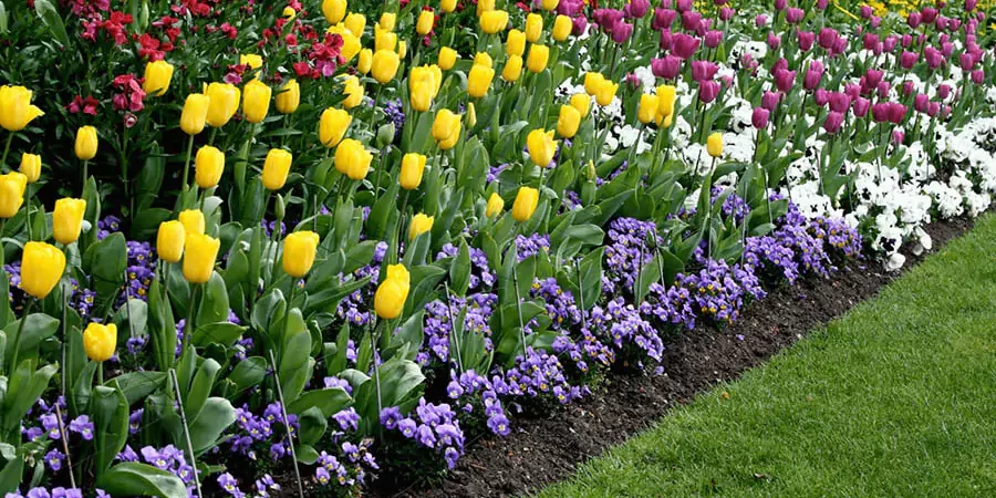 Lots of colorful flowers in a landscape