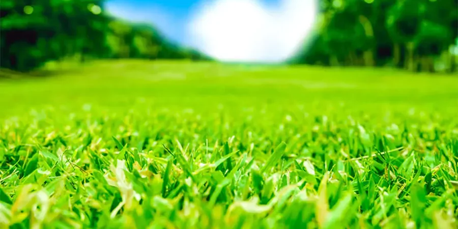 Close-up of vibrant green grass in a well-maintained lawn under a bright blue summer sky with trees in the background