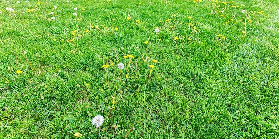 Green lawn with scattered dandelions and other common spring weeds, highlighting lawn care challenges