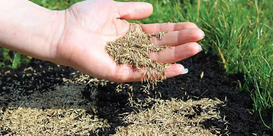 Hand spreading grass seed on soil for lawn overseeding to improve root development and achieve thicker, healthier grass in Omaha."