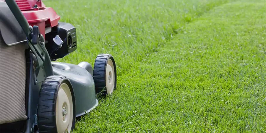 A lawn mower trims green grass, leaving clean, straight lines in a well-kept yard.