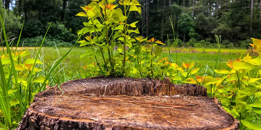 Tree stump in a lush yard with new growth sprouting, surrounded by green grass and a forested background.