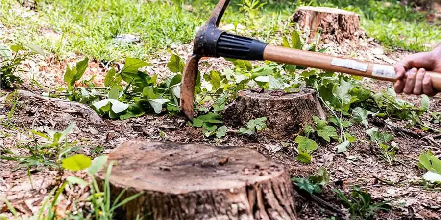 Tree stump removal with hand tool in yard showing roots, soil, and regrowth prevention for landscaping and erosion control in Irvine, CA
