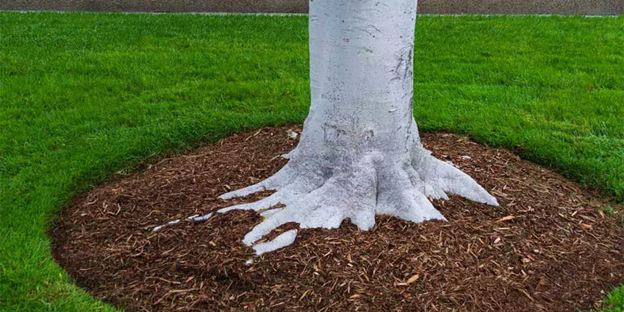 Tree base mulched with fresh wood chips to protect roots, retain moisture, and improve lawn health during hot summer in Omaha landscaping.