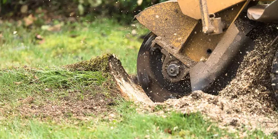 Is Stump Grinding the Best Choice for Your Omaha Yard?