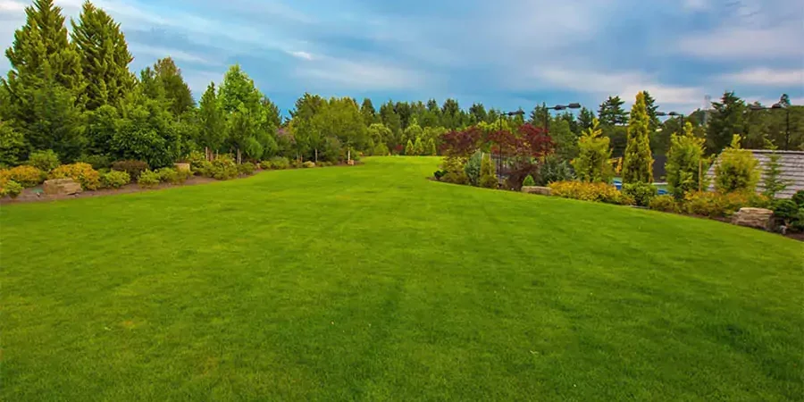 Wide view of a lush green lawn surrounded by trees and landscaping under a blue sky.