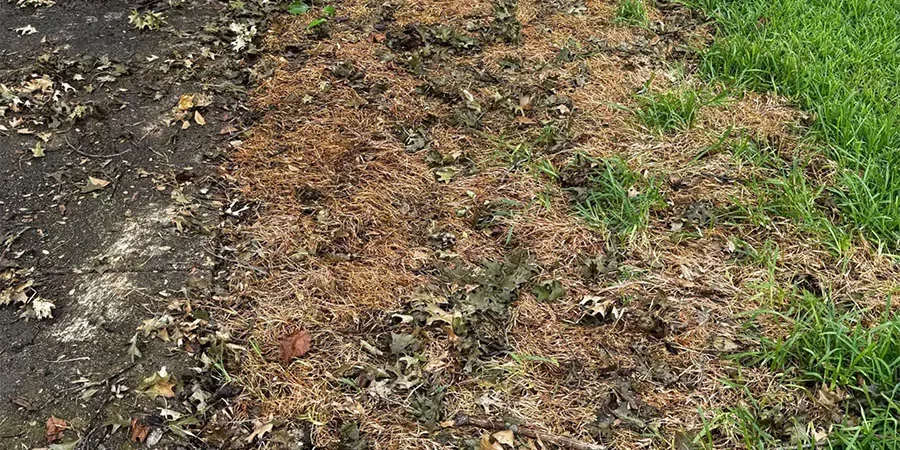 Failed sod installation with brown, patchy grass and poor soil contact—showing the consequences of skipping proper soil preparation before sodding in Raleigh, NC