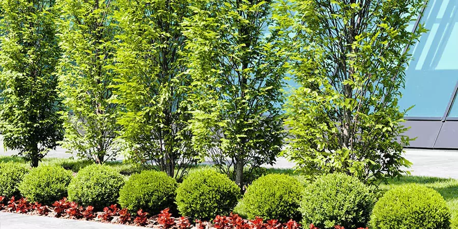 A well optimized commercial grounds maintenance there has lots of plants