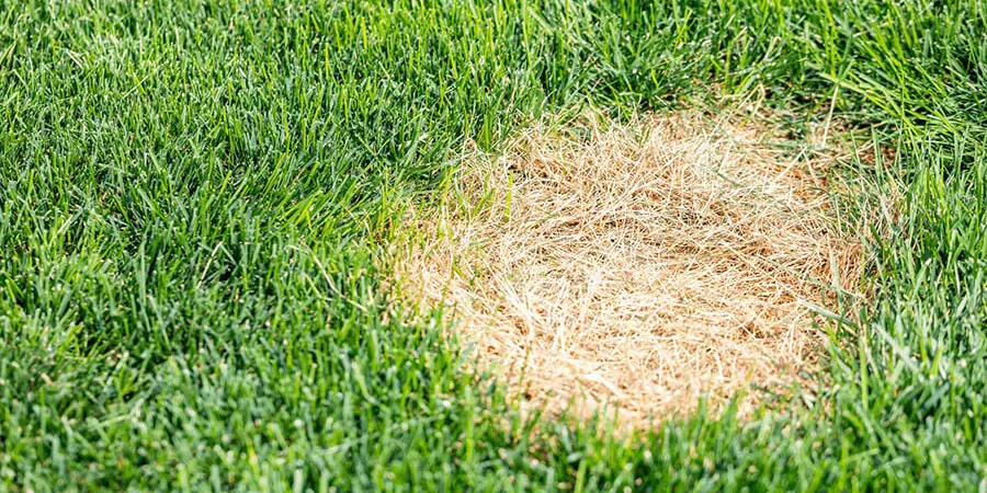 A lawn affected with lawn disease