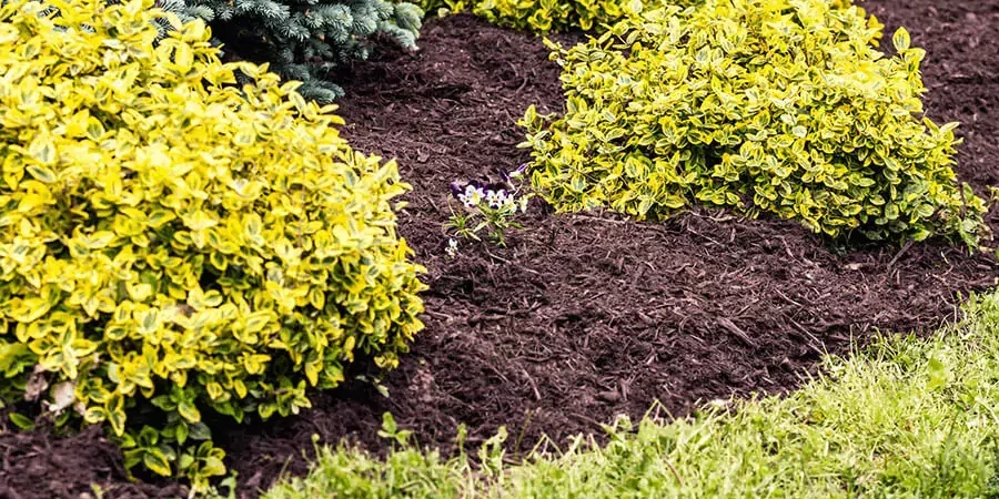 Mulching