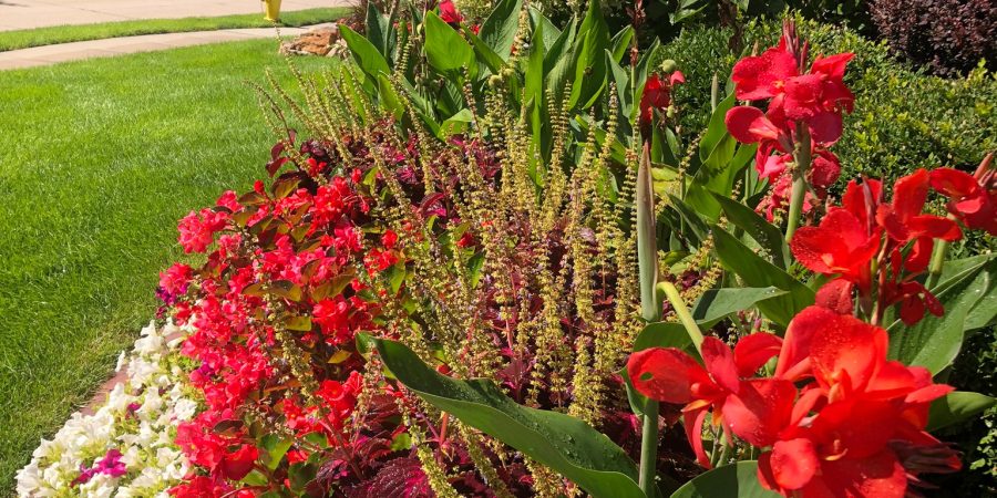 A beautiful red and white color flowers