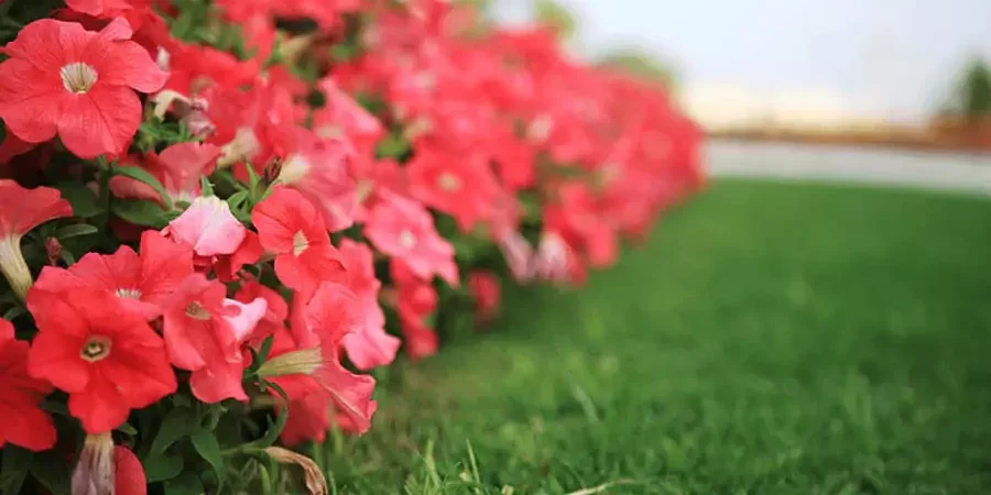 seasonal color