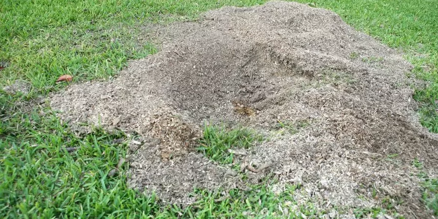 Stump Grinding in a lawn