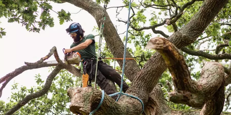 A specialist removing the tree