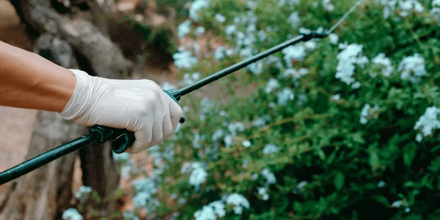 tree shrub fertilization spraying on the plants