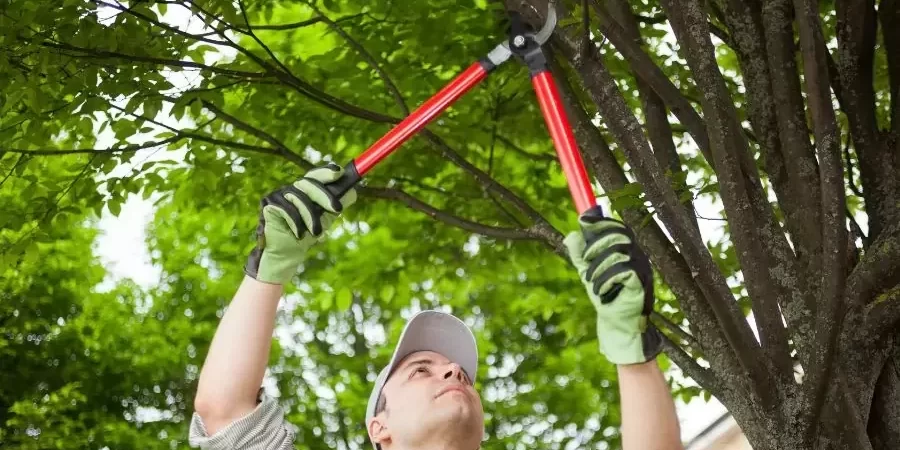 A specialist trimming the tree