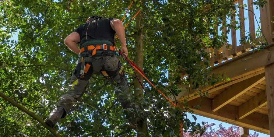 A specialist trimming the tree