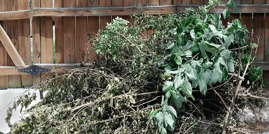 Lots of Debris over the yard that need to cleanups
